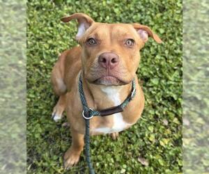 American Staffordshire Terrier-Unknown Mix Dogs for adoption in Fort Lauderdale, FL, USA
