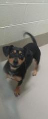 Toy Rat Doxie Dogs for adoption in Johnson City, TN, USA