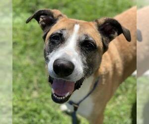 Greyhound Dogs for adoption in Long Beach, CA, USA