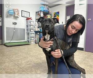 American Staffordshire Terrier-Unknown Mix Dogs for adoption in Raleigh, NC, USA