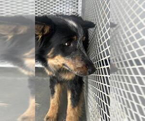Australian Shepherd Dogs for adoption in Bakersfield, CA, USA