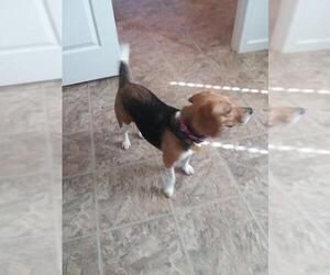 Beagle Dogs for adoption in Eastman, GA, USA