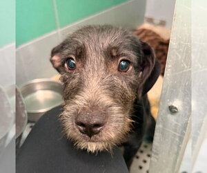Mutt Dogs for adoption in Lakewood, CO, USA