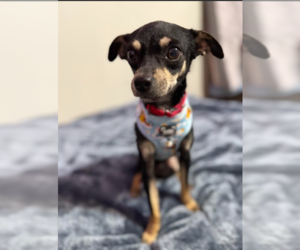 Rat-Cha Dogs for adoption in Cranston, RI, USA