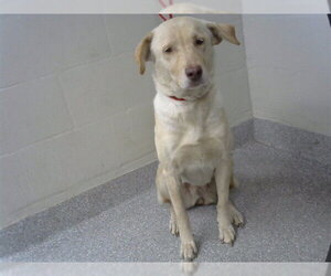 Labrador Retriever-Unknown Mix Dogs for adoption in Pasadena, TX, USA