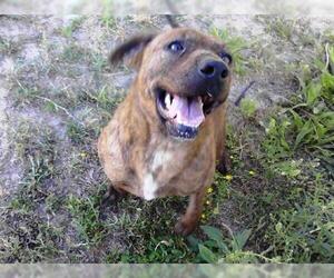 Plott Hound-Unknown Mix Dogs for adoption in Smithfield, NC, USA