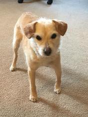Mutt Dogs for adoption in Northfield, MN, USA