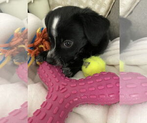 Chihuahua-Unknown Mix Dogs for adoption in Kannapolis, NC, USA