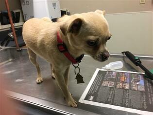 Chug Dogs for adoption in Modesto, CA, USA