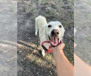 Mutt Dogs for adoption in Rowlett, TX, USA