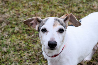 Jack Russell Terrier Dogs for adoption in Virginia Beach, VA, USA