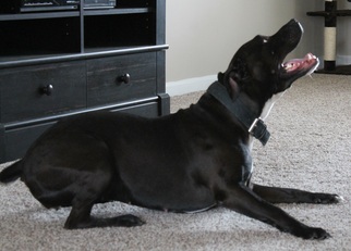 Medium Photo #1 American Pit Bull Terrier Puppy For Sale in Cincinnati, OH, USA