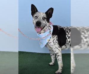 American Pit Bull Terrier Dogs for adoption in Bakersfield, CA, USA