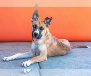 Huskimo Dogs for adoption in Pasadena, CA, USA