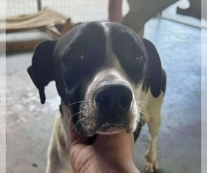 Mutt Dogs for adoption in Minneapolis, MN, USA