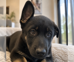 German Shepherd Dog-Unknown Mix Dogs for adoption in Sterling, MA, USA