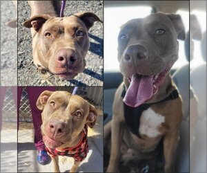 American Pit Bull Terrier Dogs for adoption in Monte Vista, CO, USA