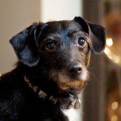 Medium Photo #1 Mutt Puppy For Sale in Bealeton, VA, USA