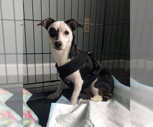 Rat Terrier-Unknown Mix Dogs for adoption in New York, NY, USA