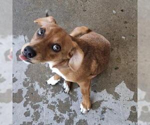 Chihuahua Dogs for adoption in Bakersfield, CA, USA