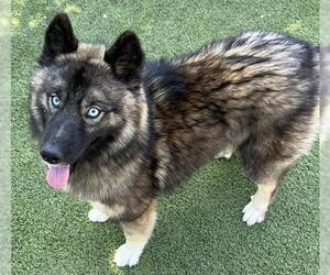 Norwegian Elkhound-Unknown Mix Dogs for adoption in Newton, NC, USA