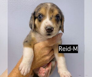 Catahoula Leopard Dog Dogs for adoption in GILBERTS, IL, USA