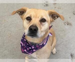 Labrador Retriever-Unknown Mix Dogs for adoption in Tulsa, OK, USA