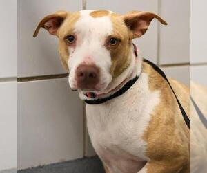 American Staffordshire Terrier Dogs for adoption in San Antonio, TX, USA