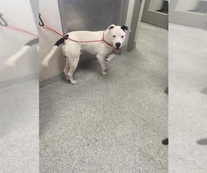 American Pit Bull Terrier-Unknown Mix Dogs for adoption in Pasadena, TX, USA