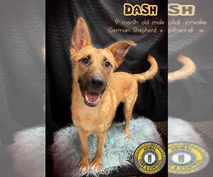 German Shepherd Dog-Unknown Mix Dogs for adoption in Nicholasville, KY, USA