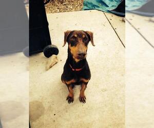 Doberman Pinscher Dogs for adoption in PIPE CREEK, TX, USA