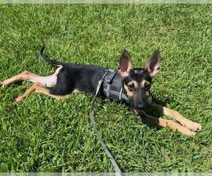 German Shepherd Dog-Unknown Mix Dogs for adoption in Lakewood, CO, USA