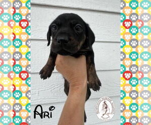 Treeing Walker Coonhound-Unknown Mix Dogs for adoption in Red Lodge, MT, USA