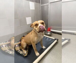 American Pit Bull Terrier-Unknown Mix Dogs for adoption in Las Vegas, NV, USA