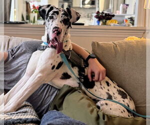 Great Dane Dogs for adoption in Springdale, PA, USA