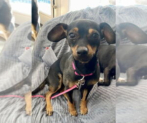 Miniature Pinscher-Unknown Mix Dogs for adoption in Salt Lake City, UT, USA