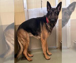 German Shepherd Dog-Unknown Mix Dogs for adoption in Riverside, CA, USA