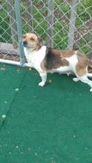 Jack Russell Terrier Dogs for adoption in Bronx, NY, USA