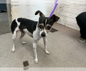 Chihuahua-Unknown Mix Dogs for adoption in San Bernardino, CA, USA
