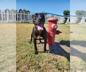 Boxador Dogs for adoption in Lathrop, CA, USA