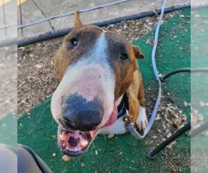 Bull Terrier Dogs for adoption in Austin, TX, USA