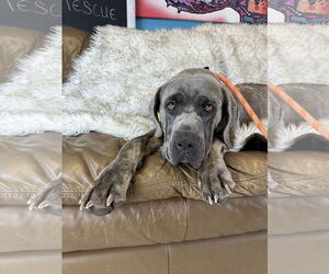 Mutt Dogs for adoption in Goodyear, AZ, USA