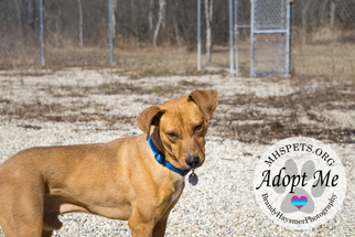 Mountain Cur Dogs for adoption in Lake City, MI, USA