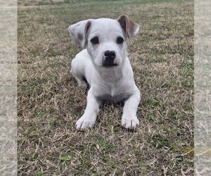 American Pit Bull Terrier-Unknown Mix Dogs for adoption in New York, NY, USA
