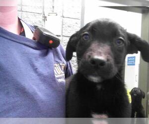 Shepradors Dogs for adoption in Tulsa, OK, USA