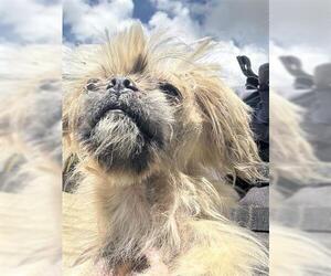 Mutt Dogs for adoption in Houston, TX, USA