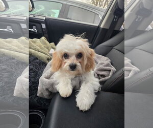 Cavalier King Charles Spaniel Dogs for adoption in Sioux Falls, SD, USA