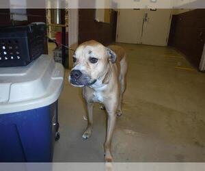 Boxador Dogs for adoption in Sanford, FL, USA