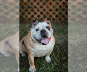 Bulldog Dogs for adoption in Santa Fe, TX, USA