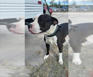 Mutt Dogs for adoption in Houston, TX, USA